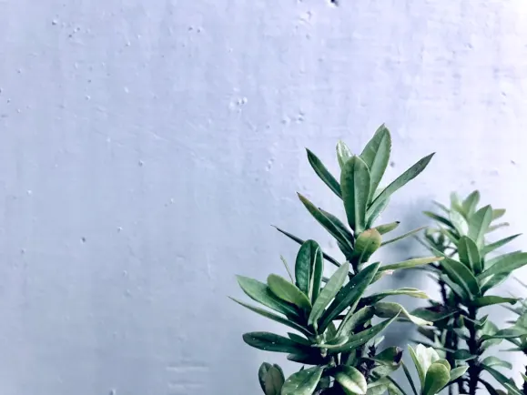 HippoZino Kasino Podpora